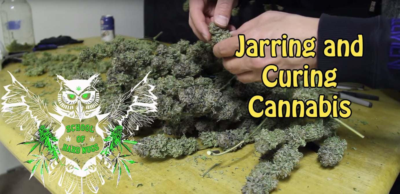 Jarring and Curing Cannabis