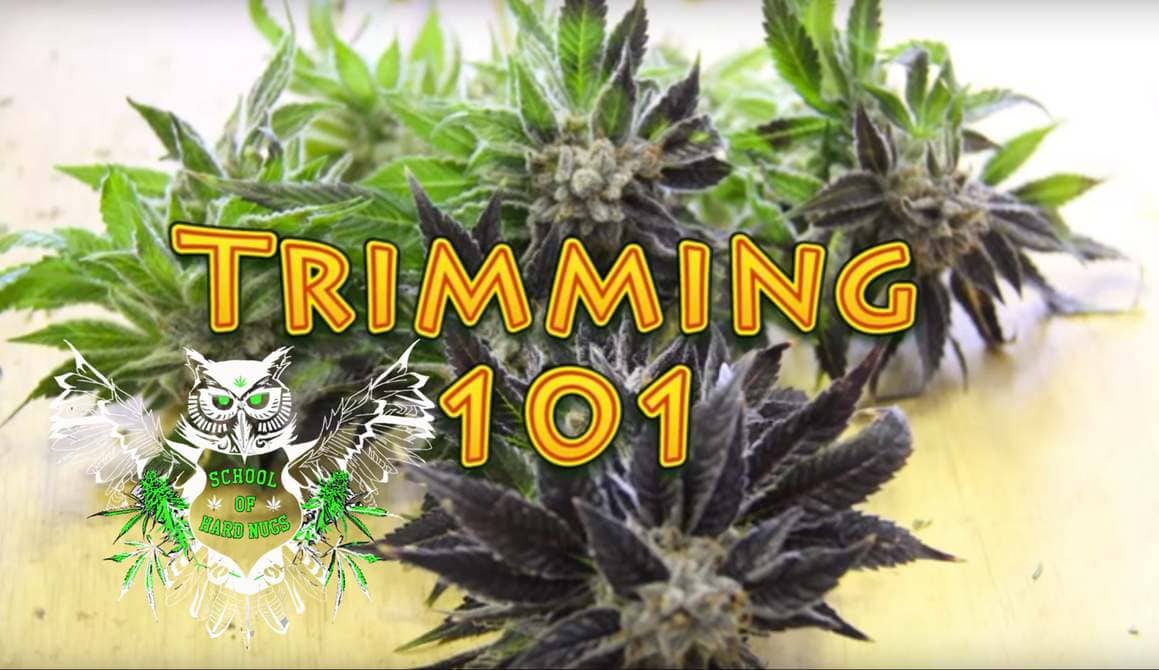 Wet trimming cannabis