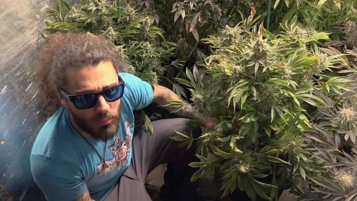 Trimming Cannabis- How to trim weed - School of Hard Nugs